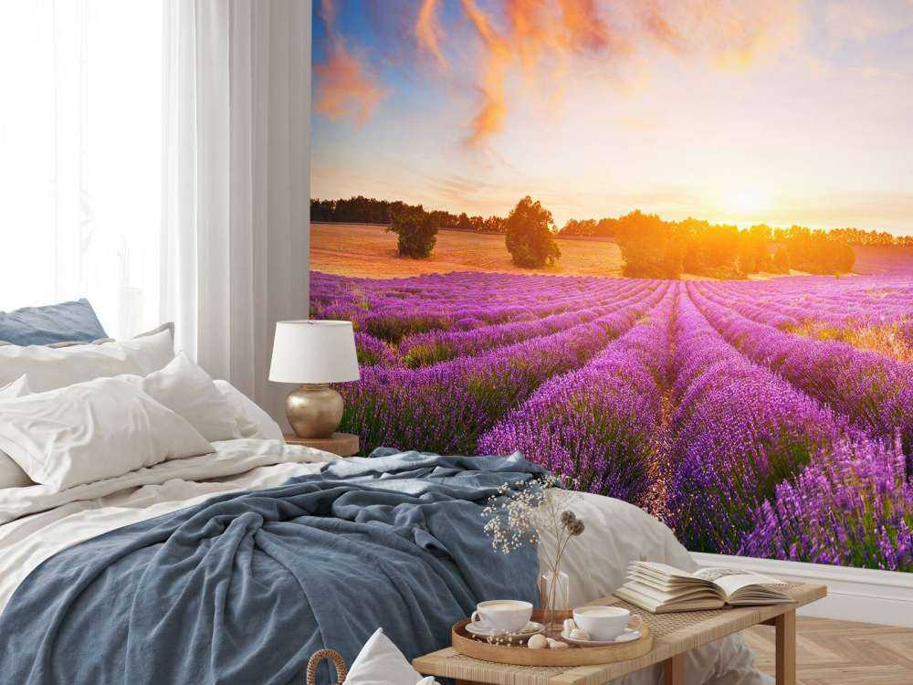 Field of Lavender