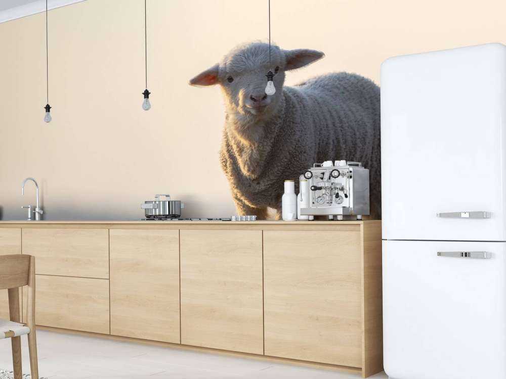 Lamb