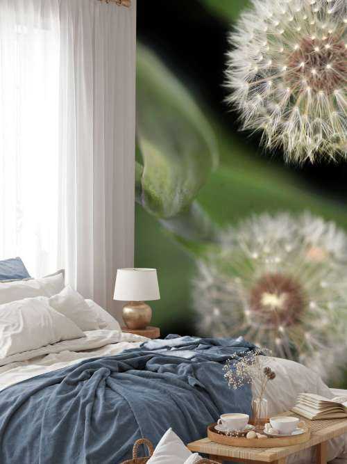 Close-up dandelions
