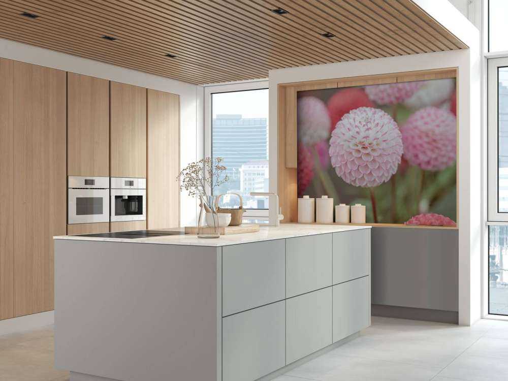 Pink dahlia flowers