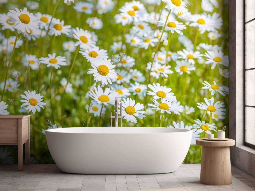 Daisies in a field