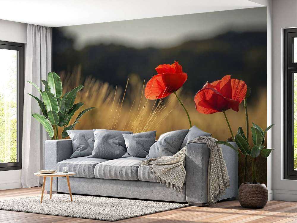 Poppies in a wheat field