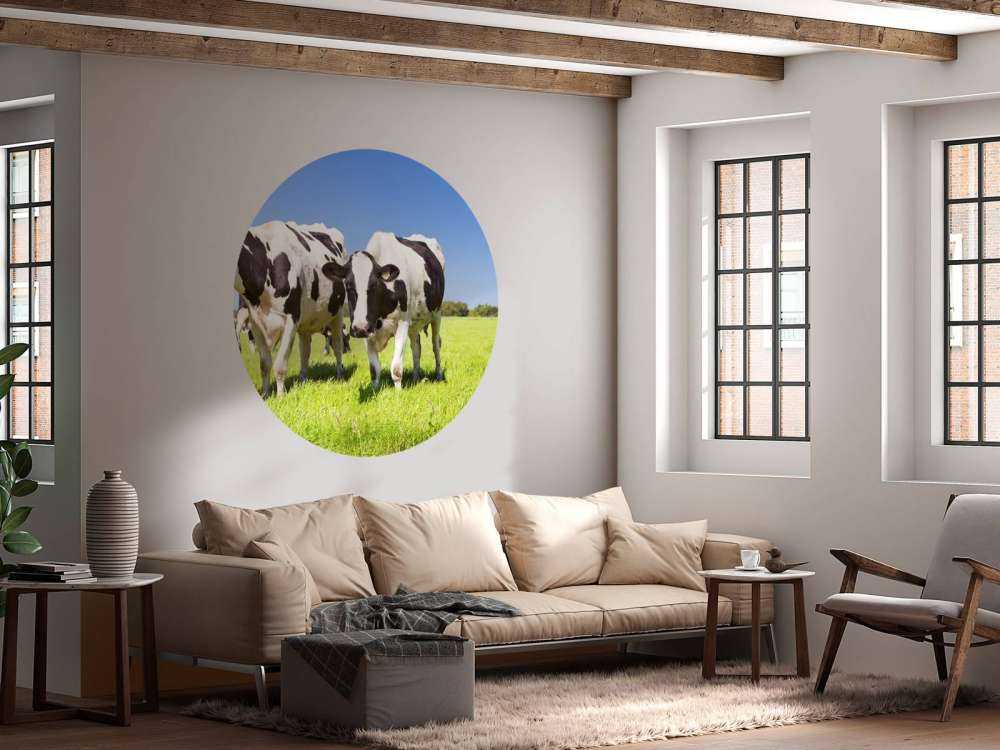 Photo wallpaper cows