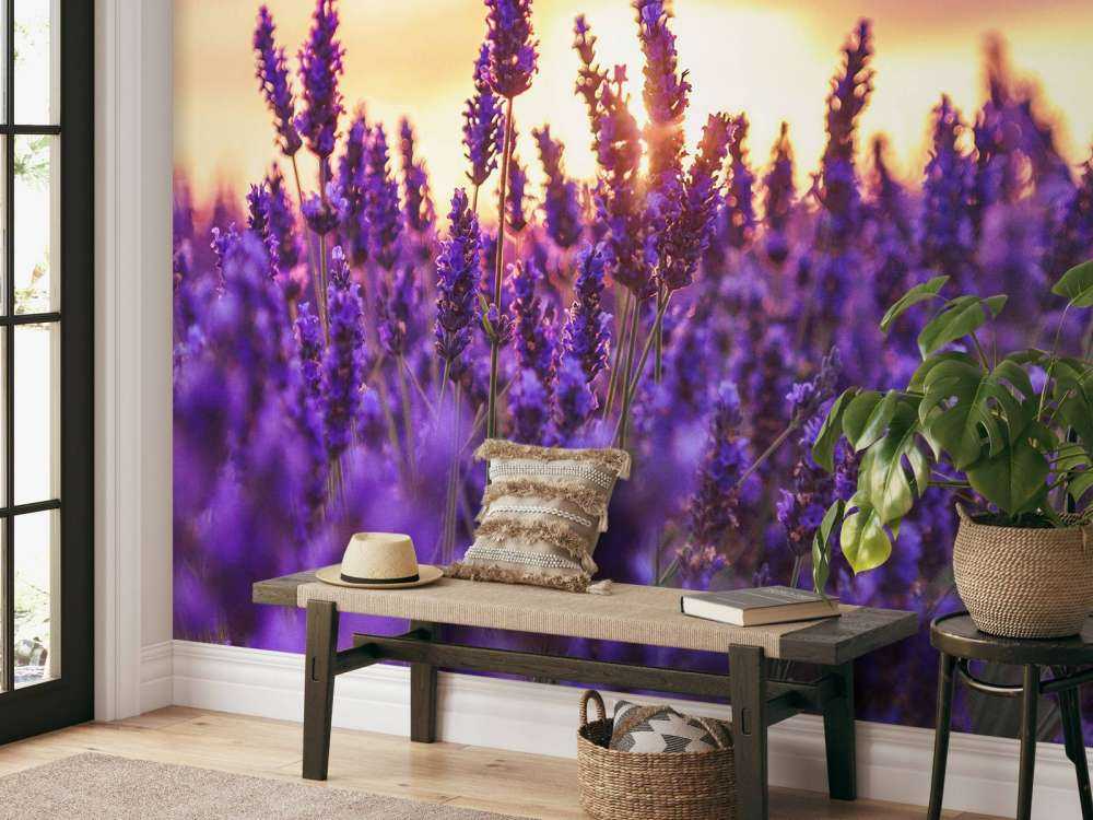 Lavender flowers