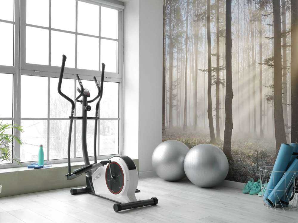 Foggy forest sunrise