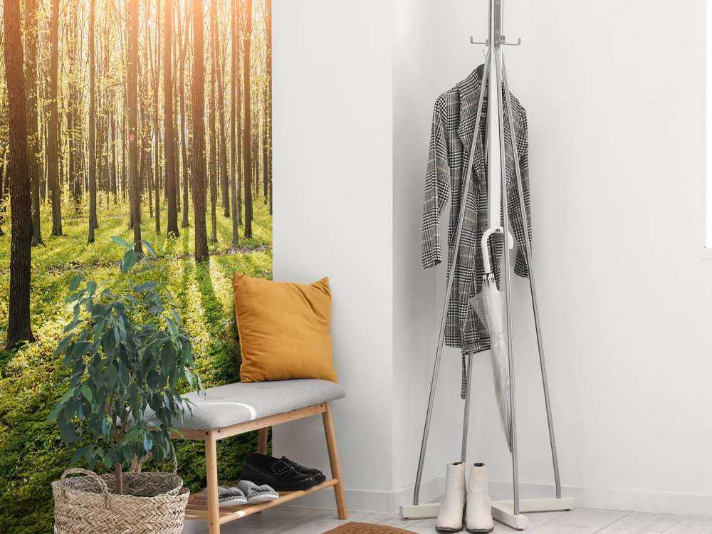 Evening sun in a forest