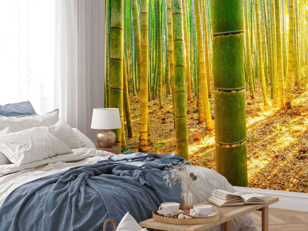 Bamboo forest at sunrise