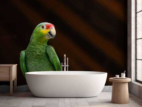 Curious parrot