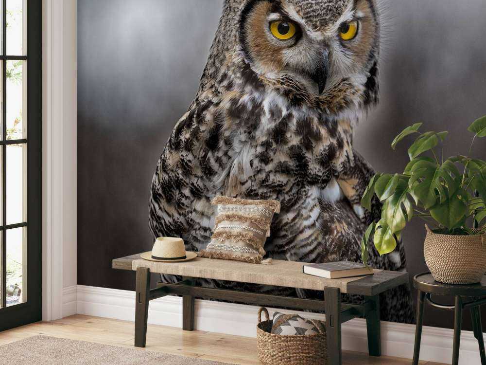 Brown feathered owl