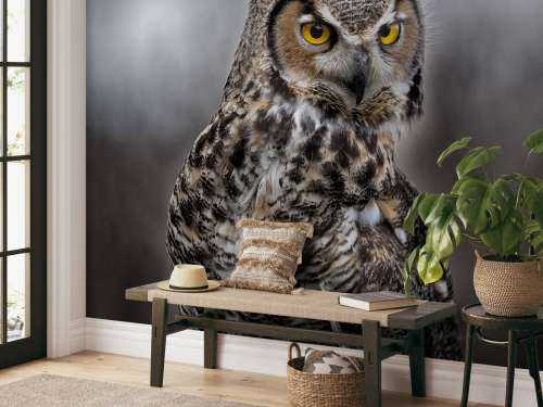 Brown feathered owl