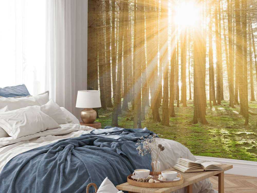 Pine forest with sunshine