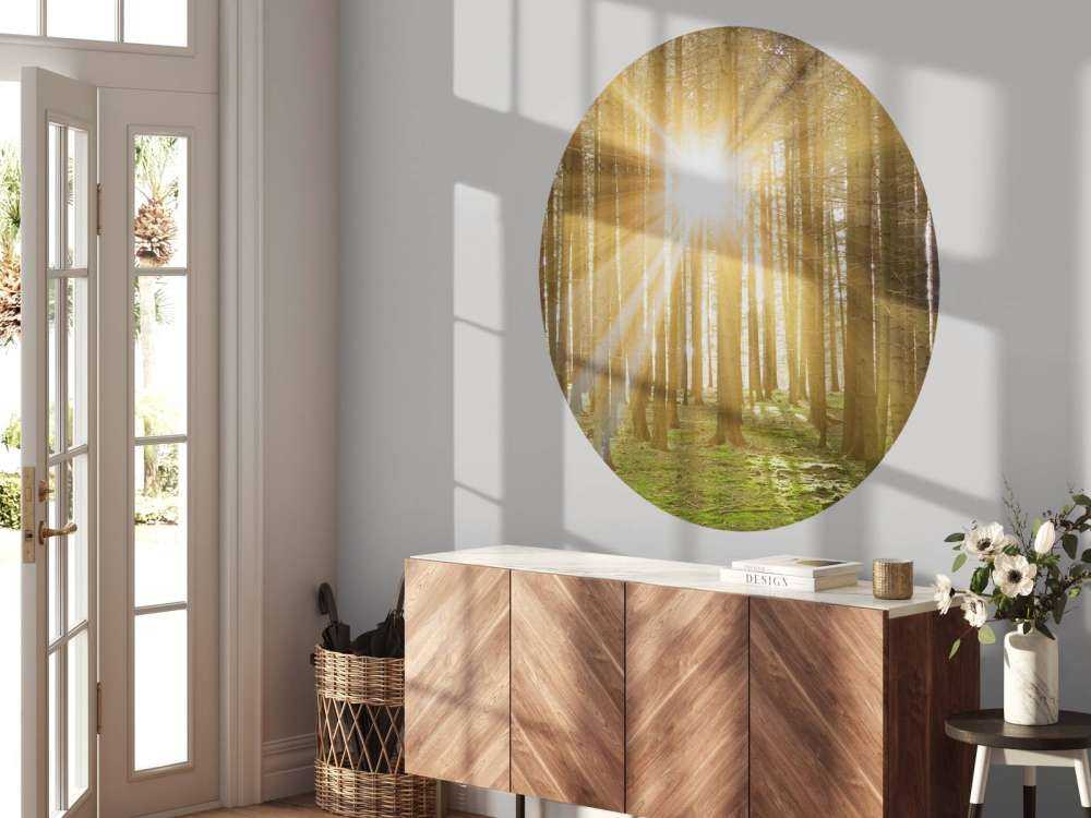 Pine forest with sunshine