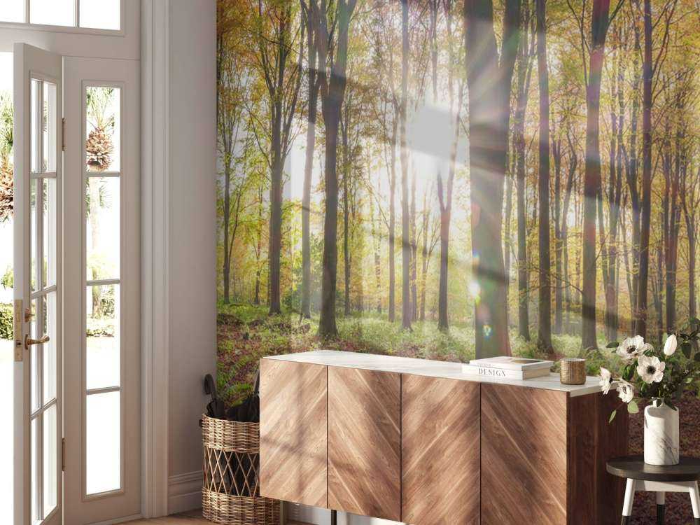 Sunlight through autumn forest