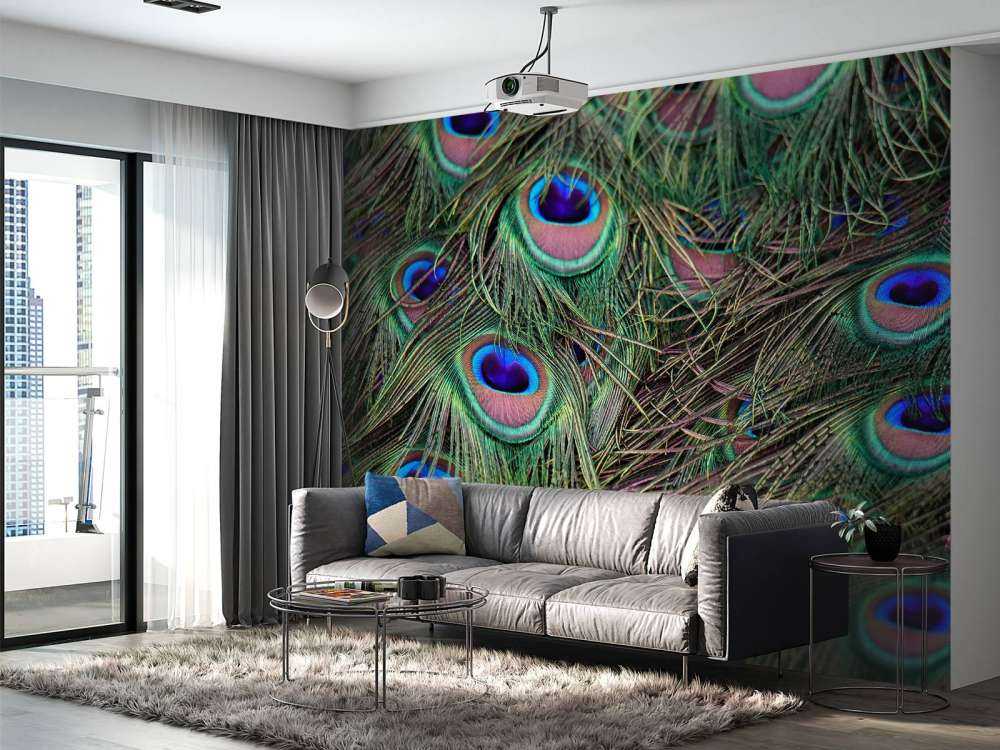 Close-up of peacock feathers