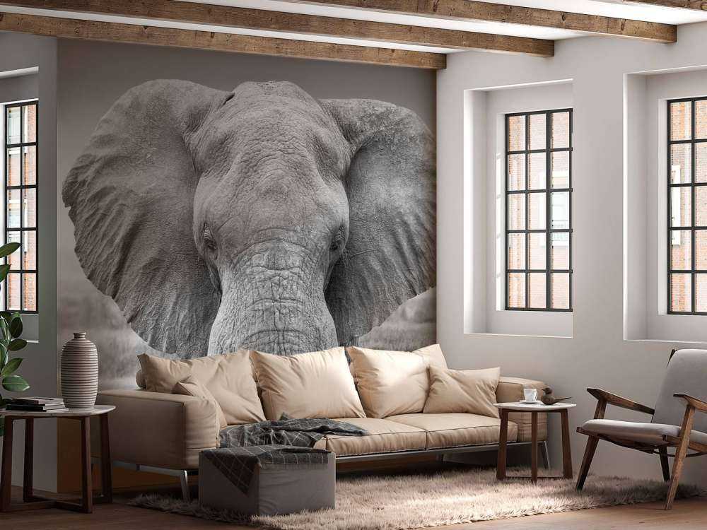 Elephant black and white