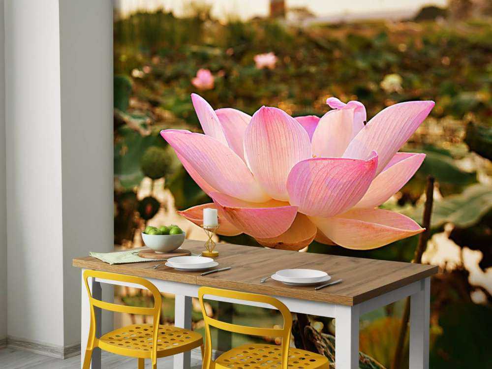 Pink lotus flower