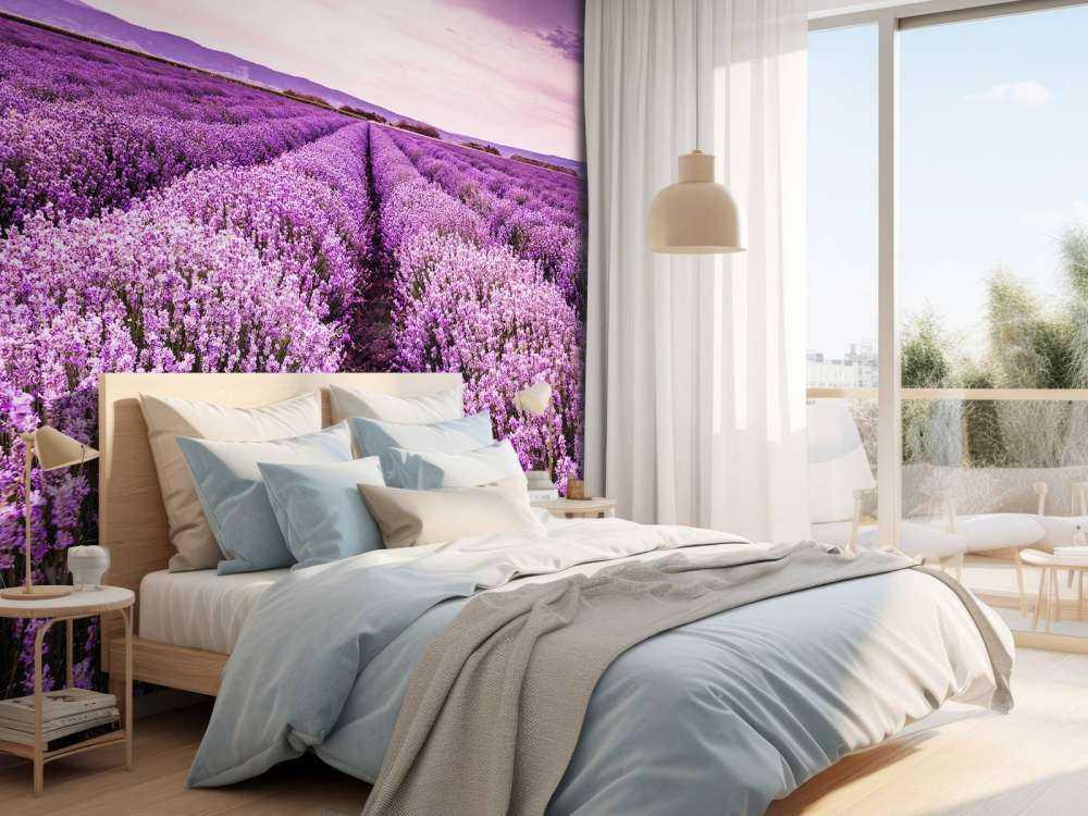 Lavender bushes