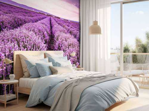 Lavender bushes