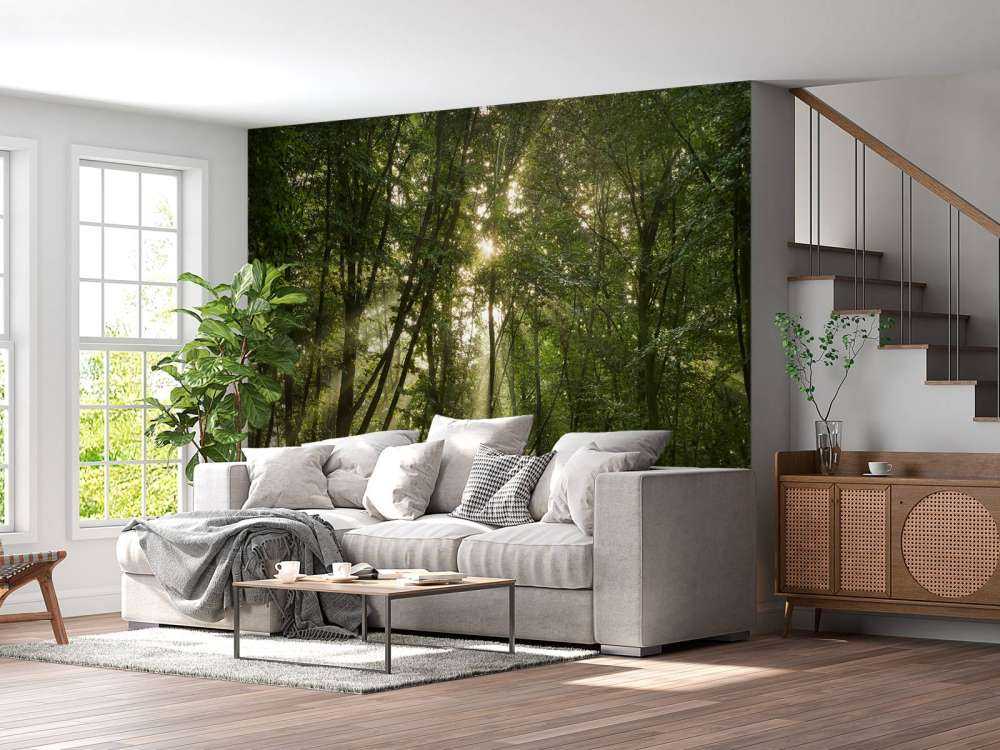 Sunshine in the forest