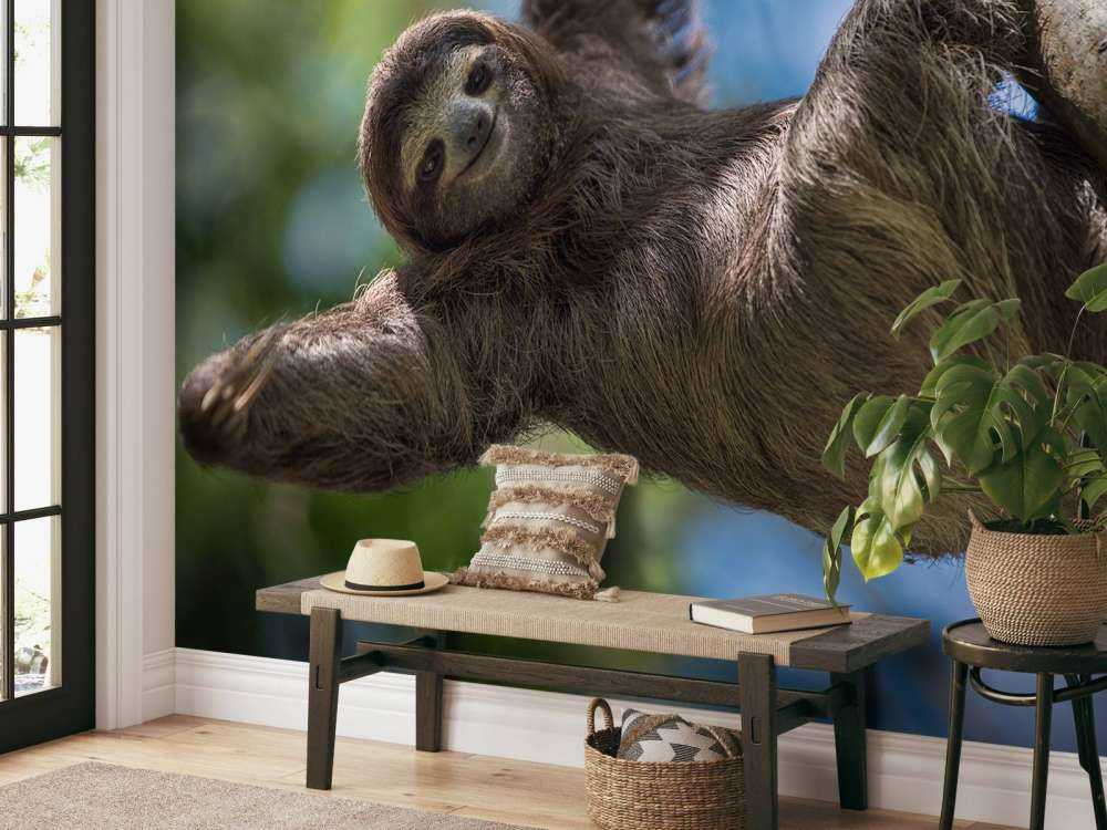 Cheerful sloth