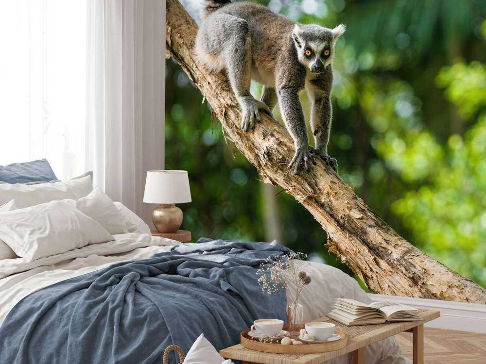 Ring-tailed monkey in a tree