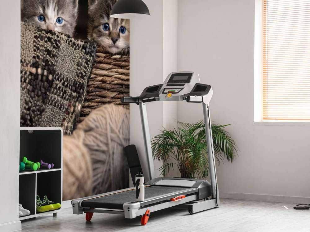 Three kittens in a basket