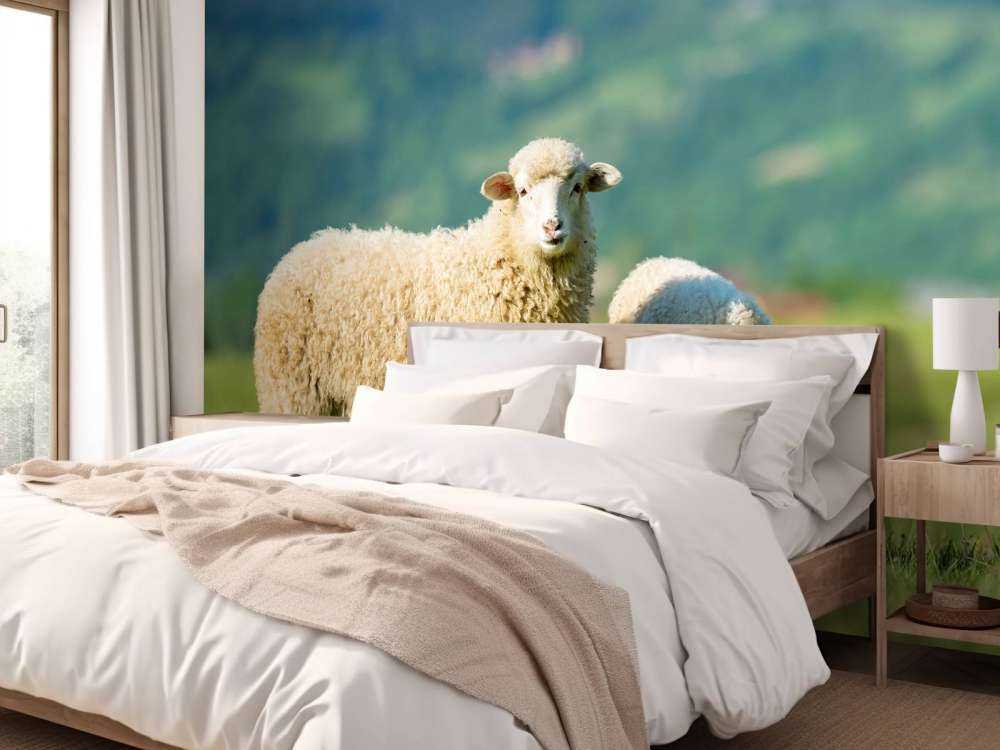 Two sheep in the meadow