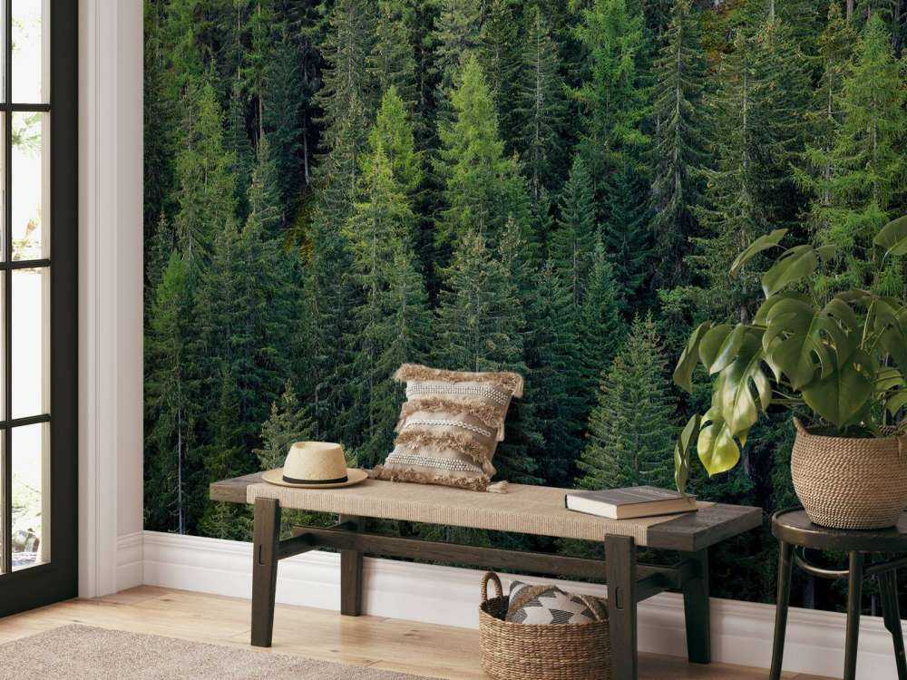 Green spruce forest