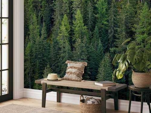 Green spruce forest