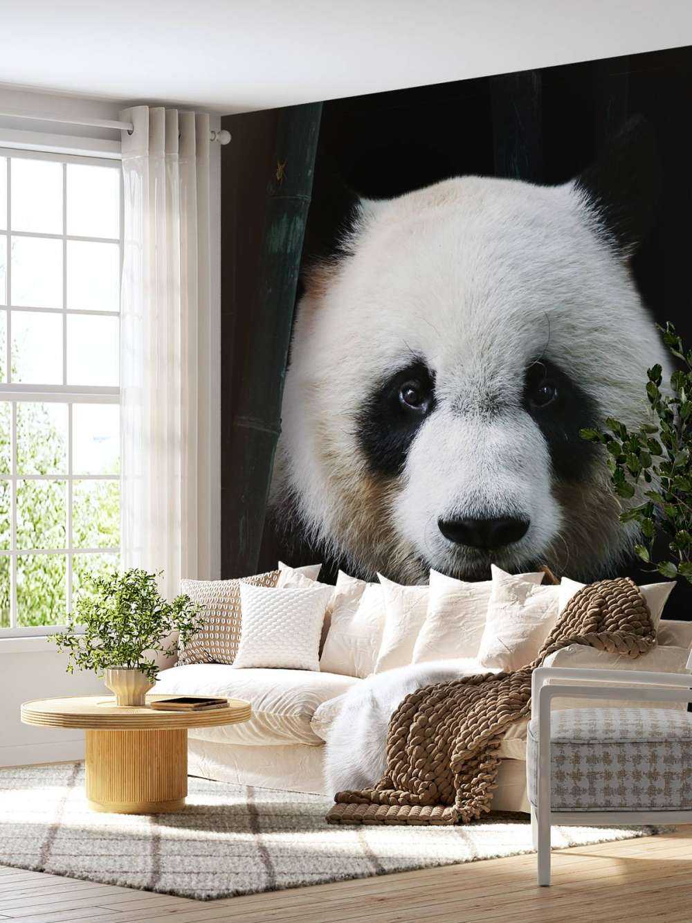 Panda Portrait