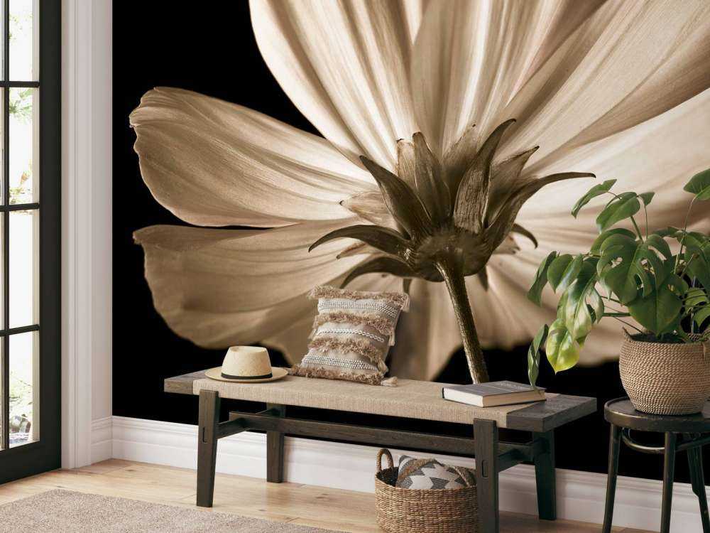 Cosmos flower from below