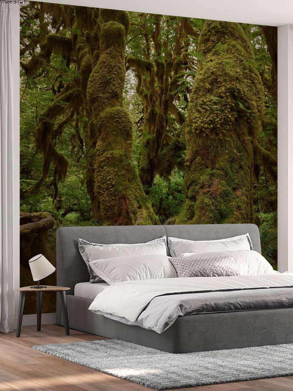 Trees in a rainforest