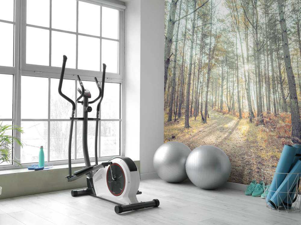 Path through sunny forest