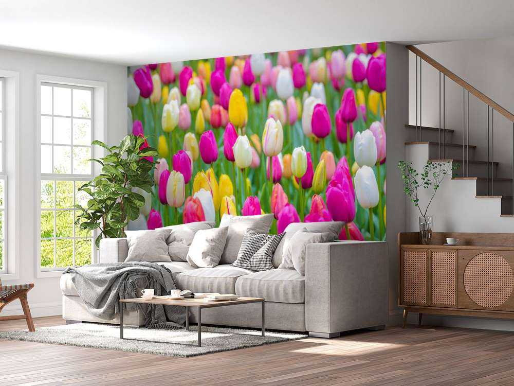 Colorful tulips in a field