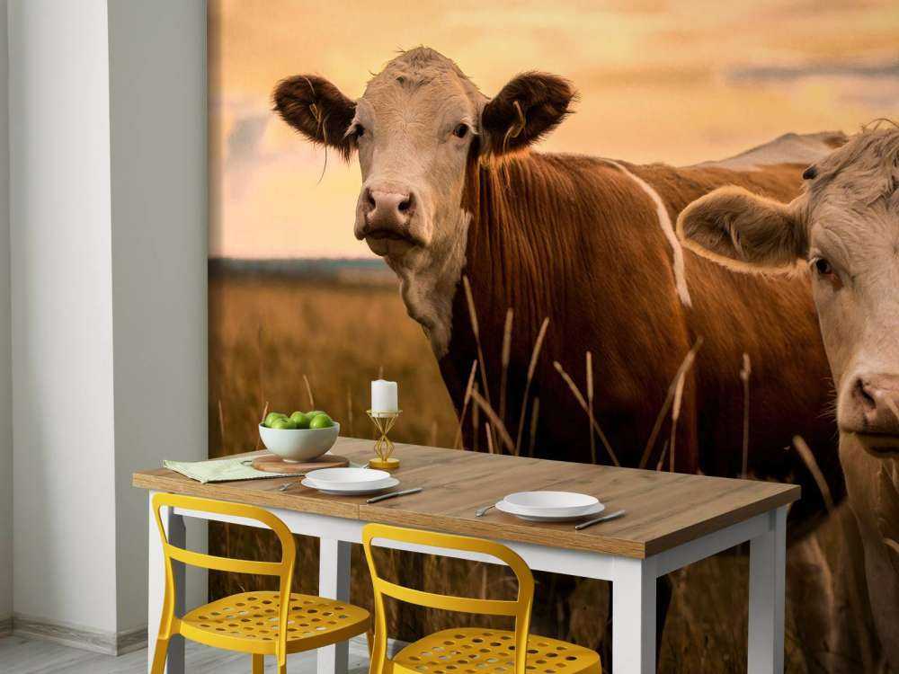 Cows in the evening sun