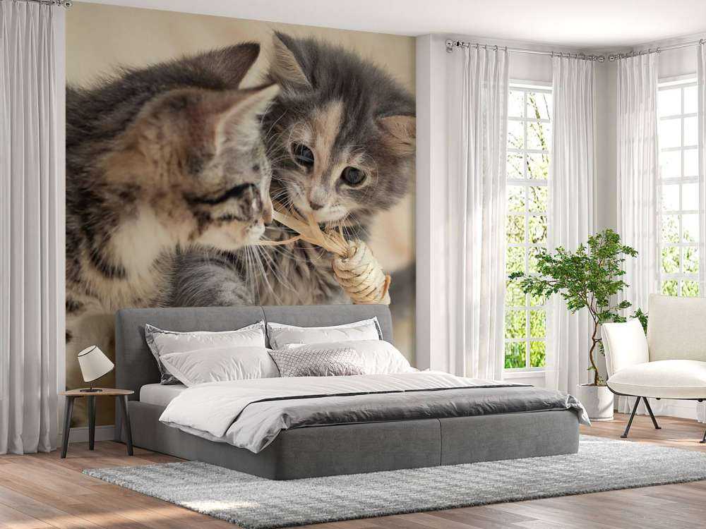 Playing kittens