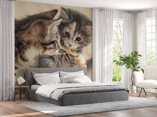 Playing kittens