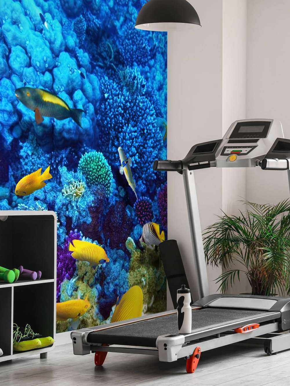 Fish and coral