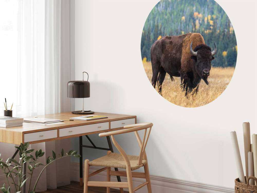 American buffalo
