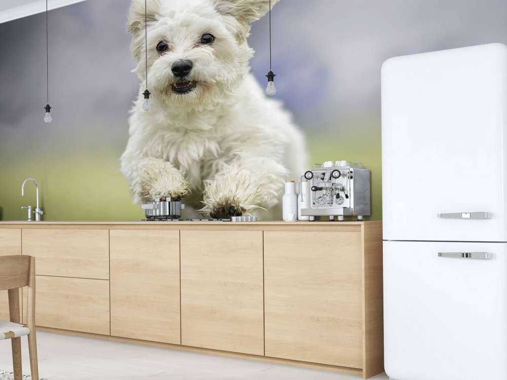 Running Dog