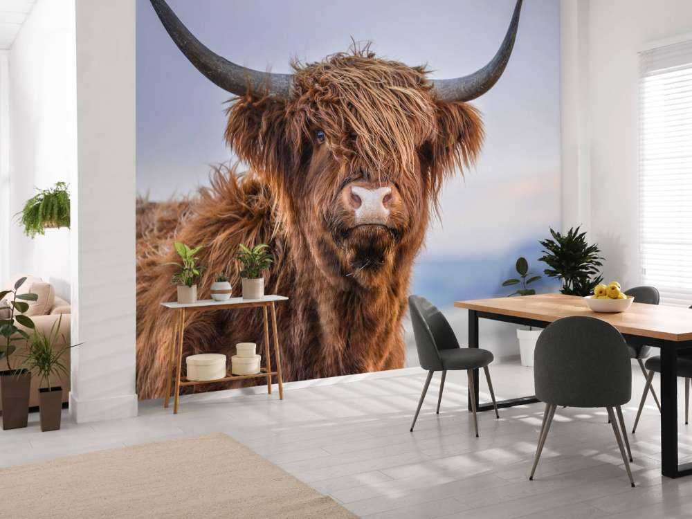 Staring Scottish Highlander