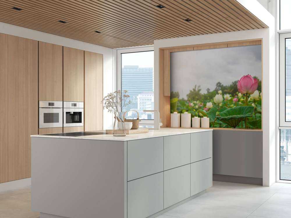 Pink and white lotus flowers