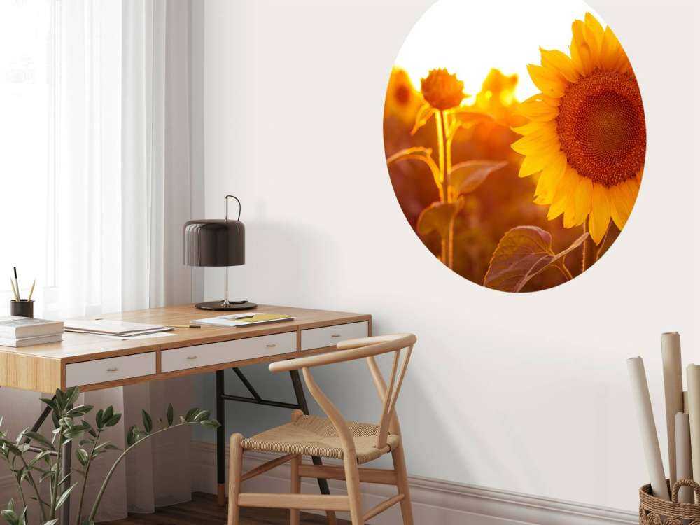 Warm sunflower field