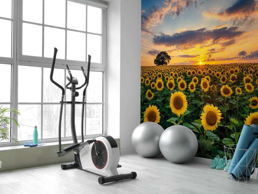 Field full of sunflowers