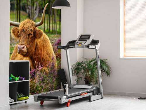 Scottish highlander between purple heather