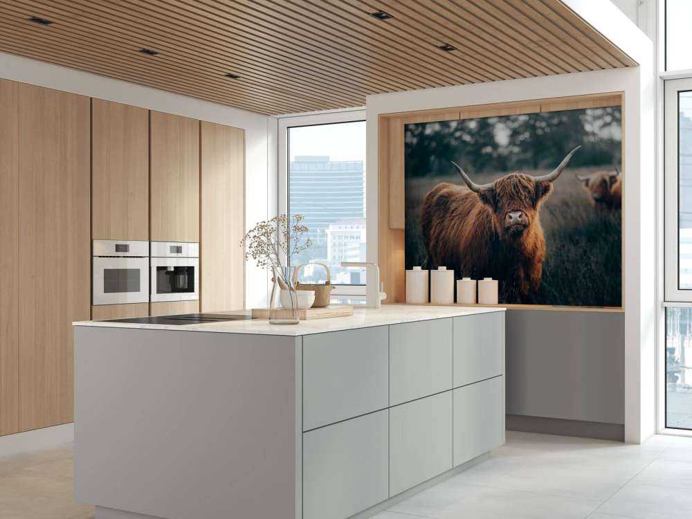 Scottish highlander close-up