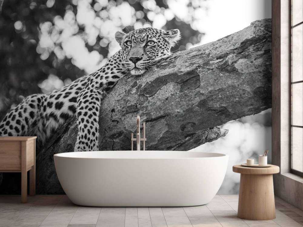Resting Leopard