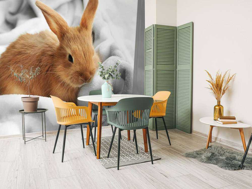 Brown rabbit