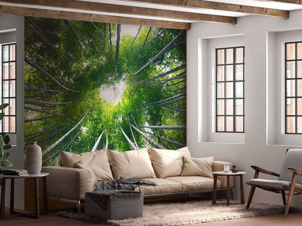 Forest with bamboo