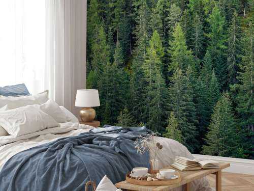 Green spruce forest